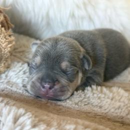 Boo Berry with OFA Parents - Tricolors male French Bulldog puppy in Billings, Montana from Yellowstone Frenchies