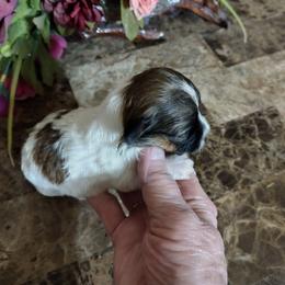 Minnie - Red sable female Havanese puppy in Cleveland, Texas from 7th Heaven Havanese of Texas