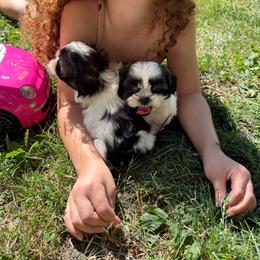Tia - Sable and white female Shih Tzu puppy in Lakewood, Ohio from Purelyshihtzupups