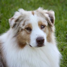 NIKE - Australian Shepherd