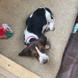 Basset Hound and Labrador Retriever Puppies from Porter Kennels