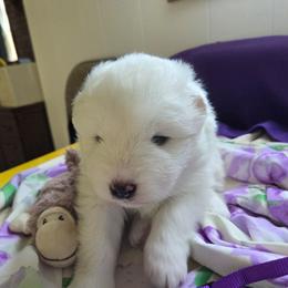 Sweet Pea - White and biscuit female Samoyed puppy in Bernalillo County, Washington from ChinookStar Sams