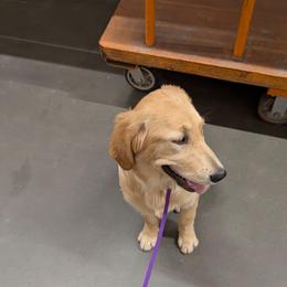 Penny - Golden female Golden Retriever puppy in Florence, Arizona from Top Gun Golden Retrievers