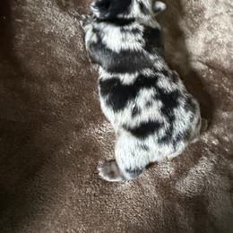 French Bulldog Puppies from Fishie's Frenchies