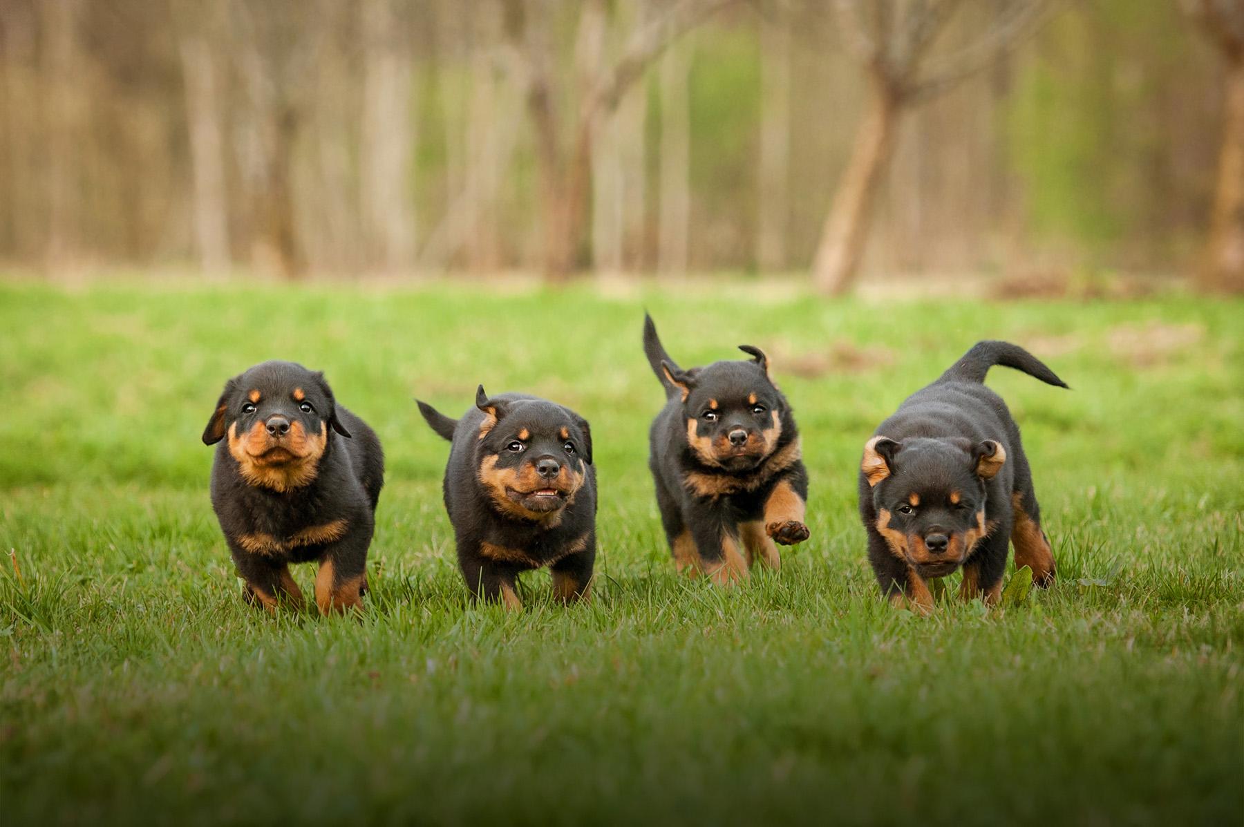 Roush Rotts in California | Rottweiler puppies | Good Dog