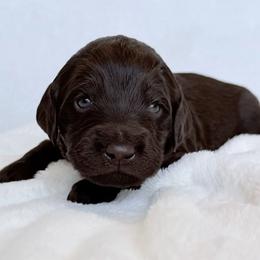 Zion - Chocolate male Labradoodle puppy in Lubbock, Texas from Lucky Labradoodles