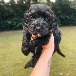 Brown Collar - Black male Goldendoodle puppy in Richmond, Kentucky from The Doting Doodle