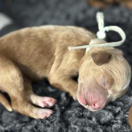 Heart - Apricot female Goldendoodle puppy in Twin Falls, Idaho from Magic Valley Family Doodles