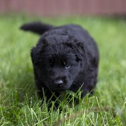 German Shepherd Puppies from Zwinger Vom Rabenauge