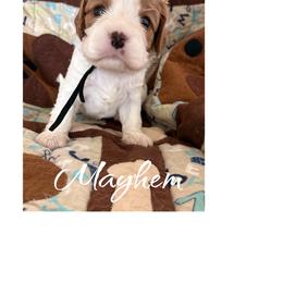Mayhem - Blenheim male Cavalier King Charles Spaniel puppy in Mystic Islands, New Jersey from Mystic Cavaliers LLC