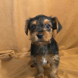 Boy 2 - Black and gold male Yorkshire Terrier puppy in Marion, Indiana from Thomas Terriers