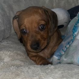 Beans - Red male Dachshund puppy in Yuba City, California from Mulberry Dachshunds