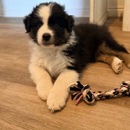 Rooster - Black tri-color male Australian Shepherd puppy in Plain City, Utah from Lost Creek Aussies