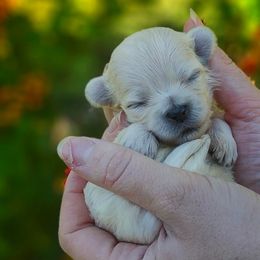 Companion Cross, Maltese, and Maltipoo Puppies from Seeking Shalom Acres Maltese, Maltipoos & Havamalts