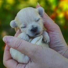 Companion Cross, Maltese, and Maltipoo Puppies from Seeking Shalom Acres Maltese, Maltipoos & Havamalts