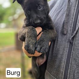 Burgandy Collar Female - Gold brindle female Dutch Shepherd puppy in Dallas, Georgia from Bluestone Creek Dutch Shepherds