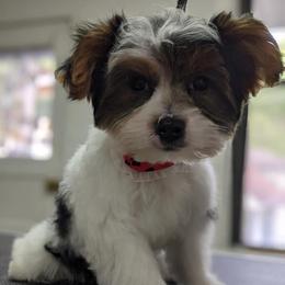 Maltese, Morkies, and Yorkshire Terriers from Maria's Morkies & More