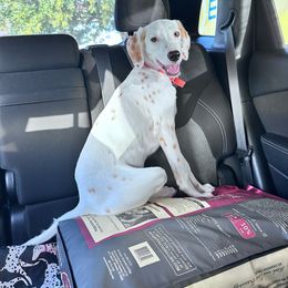 Sam - Dalmatian