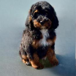 She-Hulk - Phantom female Poodle puppy in Henefer, Utah from Mountain Valley Poodles