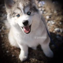 Pomsky Puppies from SZ Rolling Acres LLC