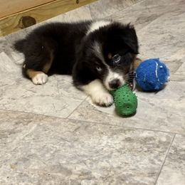 Pink - Black tri-color Australian Shepherd puppy in Silver Springs, Florida from Denise Ocala Forest Florida Aussies