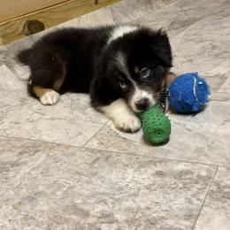 Pink - Black tri-color Australian Shepherd puppy in Silver Springs, Florida from Denise Ocala Forest Florida Aussies