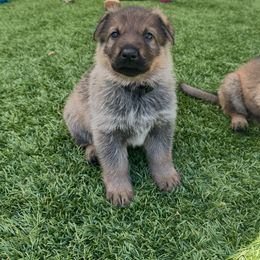 Tang - Sable male German Shepherd puppy in Sonora, California from Elite Haus K9