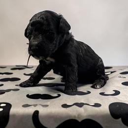 Mr. Onxy - Black male Poodle puppy in Gainesville, Florida from Pet Inn Xxweetdoodles