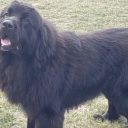 Giovanni - Newfoundland