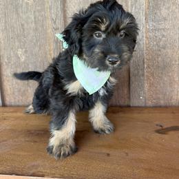 Red - Black tri-color male Aussiedoodle puppy in Eastland, Texas from H5 Mini Doodles