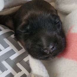 Soft Coated Wheaten Terrier Puppies from Mo Cuishle's Wheatens