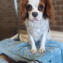 Fairylight - Cavalier King Charles Spaniel