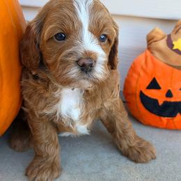 Nutmeg - Brown male Cavapoo puppy in Syracuse, Utah from Just Doodling Dogs