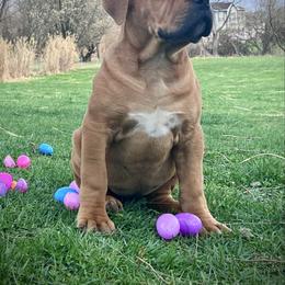 Boerboel puppies from Cold River Boerboels