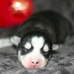 Dash - Black and white male Pomsky puppy in Bremen, Indiana from AMS Pomeranians and Pomskies in Indiana