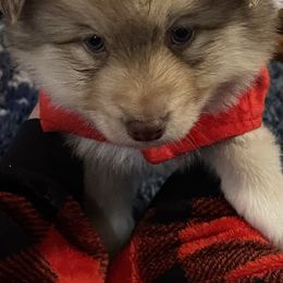 Teddy Charlie - Chocolate Pomsky puppy in Kentwood, Michigan from Pupstar Pomskies