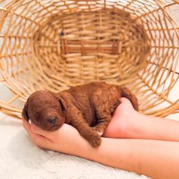 Waffle - Red  female Goldendoodle puppy in Kissimmee, Florida from Poodle Doodle Kennels