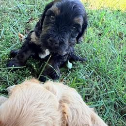Grumpy with training - Phantom male Bernedoodle puppy in Boonville, North Carolina from Doods & Dolls