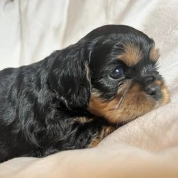 Cavalier King Charles Spaniel Puppies from Primrose Cavaliers