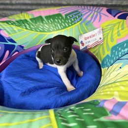 Sparkler - White and black male Rat Terrier puppy in Cushing, Oklahoma from Northwoods Rat Terriers