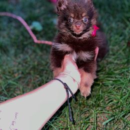 Pomeranian Puppies from GTBBF Pomeranians