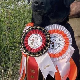 Brimley - Labrador Retriever