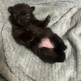 Dachshund and Pomeranian Puppies from Gracie Lail