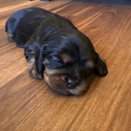 Reese - Black and tan female Cavalier King Charles Spaniel puppy in Watkinsville, Georgia from Cavaliers of Windsor