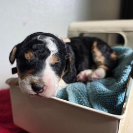 Isabella - Tri-color female Bernedoodle puppy in Blackfoot, Idaho from Draper Mountain Doodles