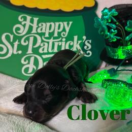 Clover - Black and cream male Dachshund puppy in Monitor, Washington from Shannon Dolly’s Dachshunds