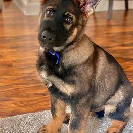 German Shepherds from Von Michaels German Shepherds