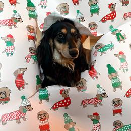 Toots - Dachshund
