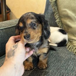 Dachshund Puppies from Monterey Bay Dachshund Kennel