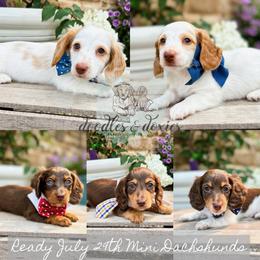 Dachshund, Goldendoodle, and Sheepadoodle Puppies from Doodles & Doxies